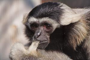 Hylobates  pileatus